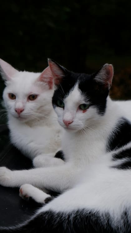 El elemento esencial de los gatos para ver de noche es el tapetum lucidum, una capa reflectante situada detrás de la retina que actúa como un espejo interno