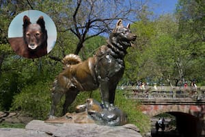 La emotiva historia de Balto, el Husky que se convirtió en héroe y tiene una estatua en Central Park