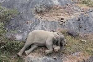 Video: así fue el emotivo reencuentro de un bebé elefante con su mamá en la India