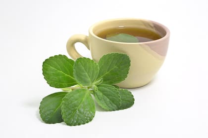 El empleo de la Artemisia annua es tanto en infusiones como en cápsulas o extractos