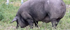 Un descendiente de andaluces cría cerdos negros y hace el único jamón de bellota de la Argentina