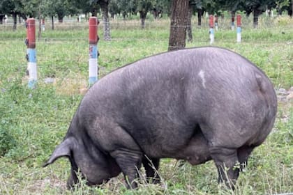 El emprendedor dijo: "Empecé a trabajar en la genética para lograr lo que denominé ‘cerdo negro’. Me llevó 38 años conseguirlo”