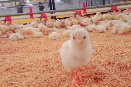 El emprendimiento avícola integra toda la cadena