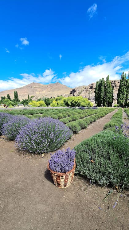 El emprendimiento Lavandas del Limay lleva adelante la plantación de 4 mil unidades y 17 variedades distintas.