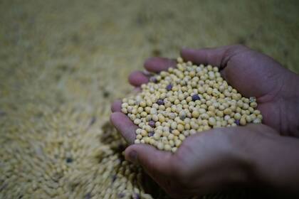 Gustavo López, analista de mercado de Agritrend, recordó que el viernes el mercado había terminado muy para arriba, pero que ayer “se desplomó todo”: “Estas fluctuaciones están totalmente relacionadas a cómo viene el clima en Estados Unidos"