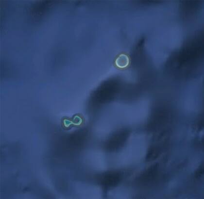 El empresario construyó la isla en los alrededores de los arrecifes de Minerva