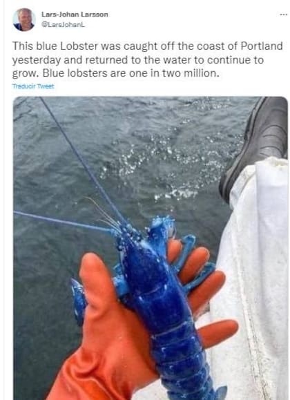 El empresario sueco Lars-Johan Larsson publicó en Twitter la imagen del particular crustáceo y se viralizó. Crédito: Captura Twitter @LarsJohanL