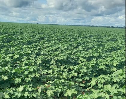 El empuje del productor brasileño sigue intacto, pero el sistema evolucionó hacia un modelo mucho más complejo e integrado