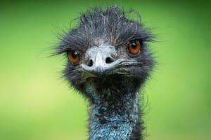 El emú, o Dromaius novaehollandiae, es una de las aves más grandes de la Tierra, superada sólo por el avestruz.