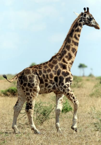 Hasta ahora, el enanismo nunca se había visto en animales salvajes como las jirafas. Fuente: Emma Wells / Giraffe Conservation Foundation