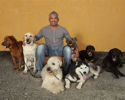 El encantador de perros, César Millán