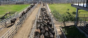 Última jornada del año en el Mercado Agroganadero de Cañuelas