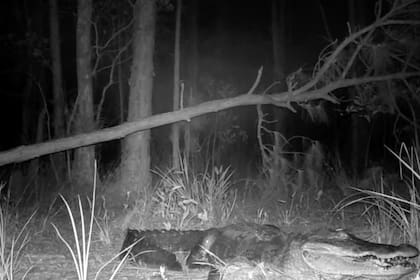 El encuentro cercano de un cocodrilo con un venado en la noche de Florida