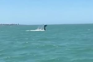 Avistaron una ballena jorobada juvenil en Punta del Este