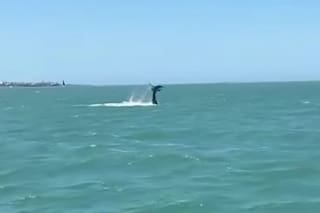 Avistaron una ballena jorobada juvenil en Punta del Este