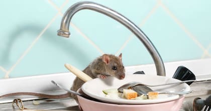 El encuentro con una rata en el hogar puede significar que debemos estar abiertos a nuevas oportunidades y preparados para posibles cambios