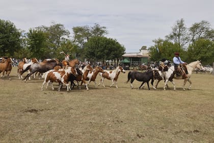 El encuentro "En Petiso por Areco" tuvo su primera edición con más público del esperado