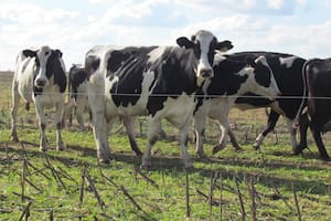 Destacan el manejo sustentable para reducir el impacto ambiental en la producción lechera