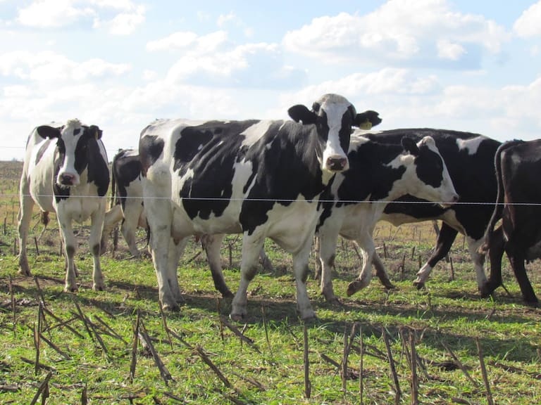 “Es fundamental”: destacan el manejo sustentable para reducir el impacto ambiental en la producción lechera