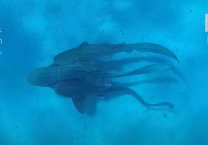 El encuentro sexual de tres ejemplares nunca había sido grabado (Captura: UniSC)