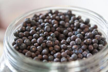 El enebro es por dónde empieza todo gin.