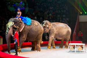 Polémica en Rusia: dos elefantes de un circo se pelearon ferozmente