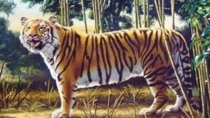 El enigma del tigre se convirtió en un desafío viral en las redes