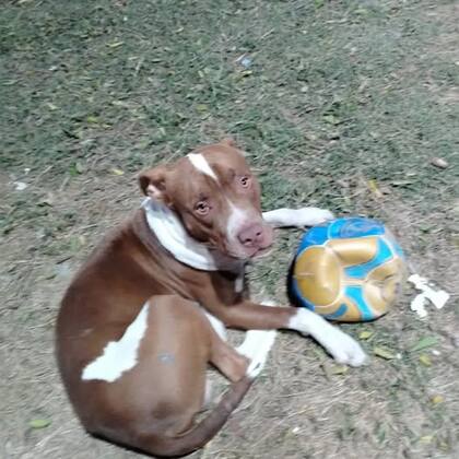 El enojo por parte de las autoridades estaría relacionado con que el animal destroza todas las pelotas de la institución