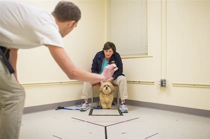 El entrenamiento canino está en auge