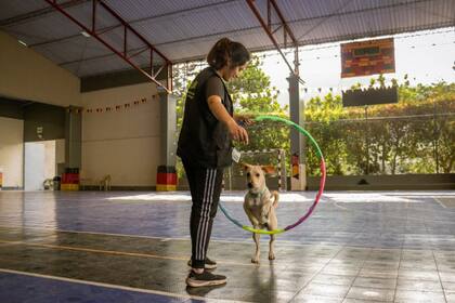 El entretenimiento con elementos aporta beneficios al animal (Foto Pexels)