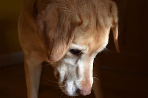 Cómo saber si tu perro entró en la “tercera edad” y los cambios urgentes que debés hacer en casa