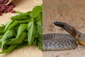 La planta medicinal que las serpientes odian y sirve para mantenerlas alejadas de tu jadín