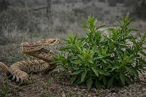 La planta medicinal que las serpientes odian y sirve para mantenerlas alejadas de tu jadín