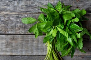 El epazote es una de las plantas de México más apreciadas, no solo por su sabor, sino por sus propiedades medicinales