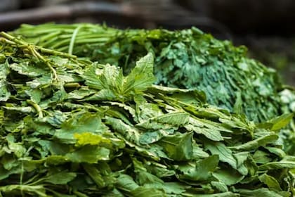 El epazote puede agregarse a las comidas o consumirse en infusión (Foto Unsplash)