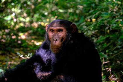 El epidemiólogo estableció que el “Paciente cero” fue un soldado hambriento de la Primera Guerra Mundial que se vio obligado a cazar chimpancés para alimentarse