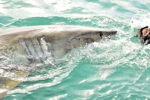 Pescadores vivieron un momento de pánico: un tiburón blanco de cinco metros nadó a su alrededor
