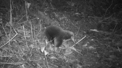 El equidna de pico largo de Attenborough fue filmado por cámaras ocultas en los montes Cíclopes en Indonesia