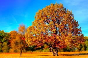 Equinoccio de otoño 2022: los rituales y signos que tendrán más abundancia en esta época