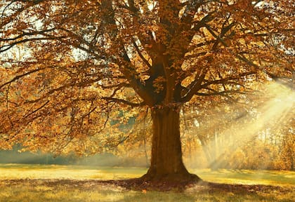 El equinoccio de otoño será el 22 de septiembre (Pixabay/@Peggychoucair)
