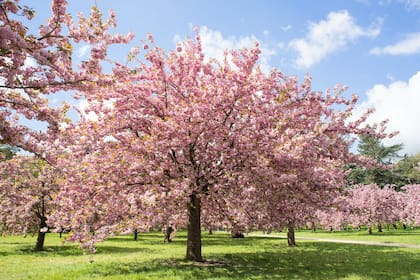 El equinoccio es el evento que da inicio a la primavera en el hemisferio sur
