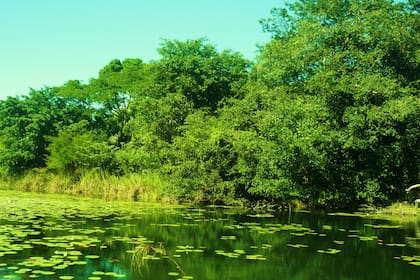 El equipo binacional se propuso descubrir cómo se establecieron los manglares costeros tan adentro, en agua dulce y completamente aislados del océan