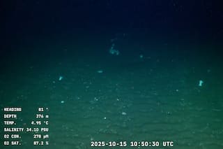 Comenzó un nuevo streaming que muestra los secretos del fondo del Mar Argentino