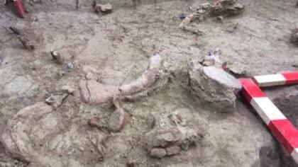 El equipo de expertos encontró, además, los instrumentos de piedra empleados para la caza de esta especie.