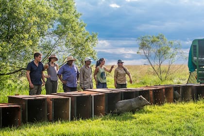 El equipo de la Fundación libera individuos de pecarí de collar en el Parque Iberá