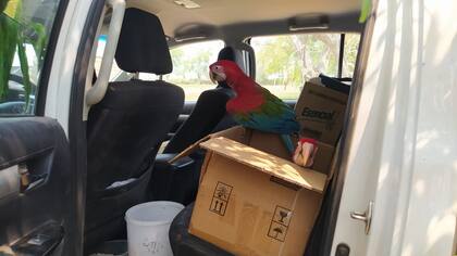 El equipo de la Fundación Rewilding Argentina logró evacuar a los guacamayos de una de las áreas destruidas por los incendios en el parque Iberá