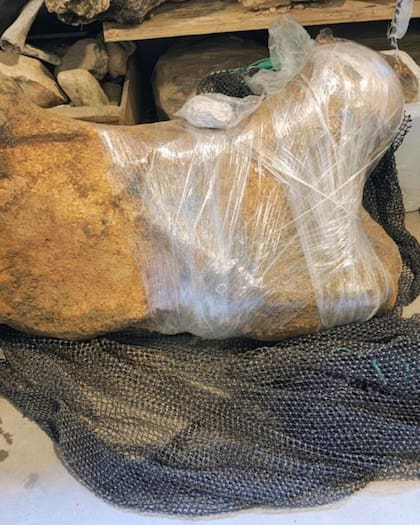 El equipo de paleontólogos retiró el fémur del acantilado y lo llevó para analizar al museo