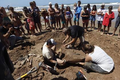 El equipo de profsionales especializados remueven con cuidado los restos de los gliptodontes encontrados en la Playa de Cruz, en Chapadmalal