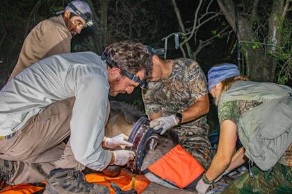 El equipo de Rewilding en El Impenetrable coloca un collar de monitoreo con conexión satelital a un tapir.