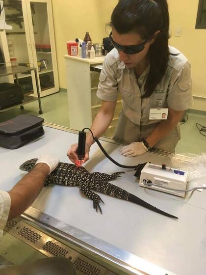 El equipo de veterinarios debía ser sumamente creativo al momento de implementar las técnicas y aparatología aplicadas a otras especies.